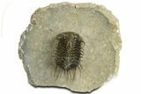 Well Prepared, Spiny Koneprusia Trilobite - Ofaten, Morocco #344458-3
